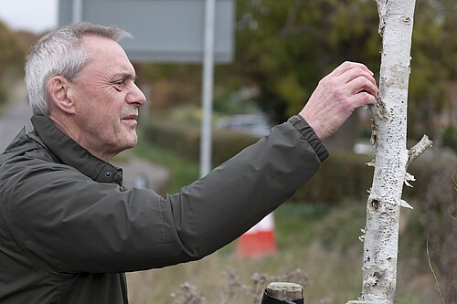 Ian Shenton examining the bark of a unhealthy tree